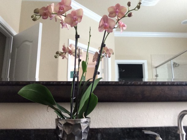 Orchid on my bathroom counter